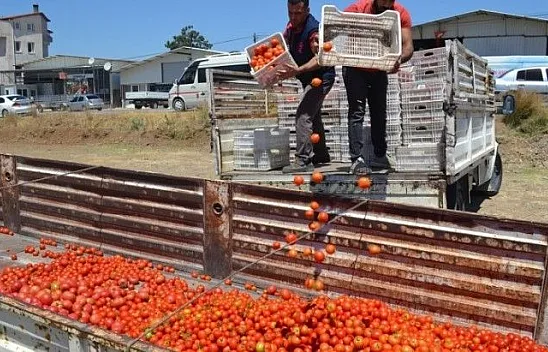 Domates salçaya gitmeye başladı
