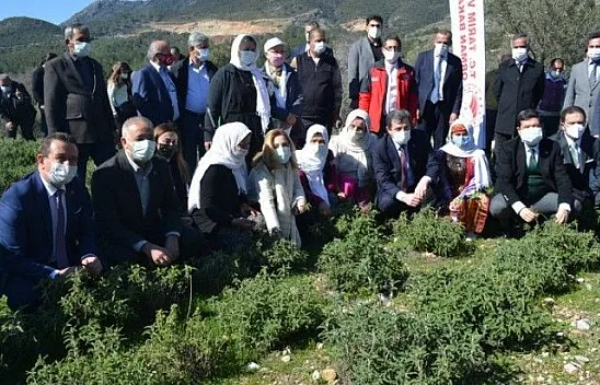 Fethiye'de Aromatik Bitkiler Bayramı