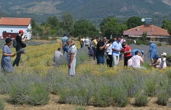 Fethiye'nin Koku Vadisi'nde İlk Hasat