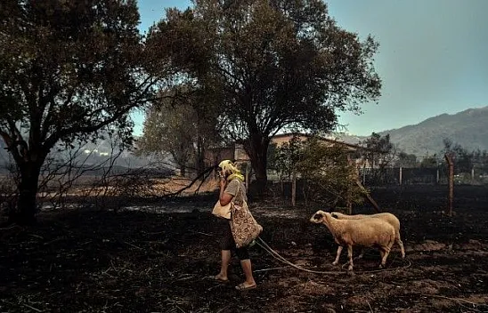 Marmaris'te hayvanlarını canları pahasına korudular