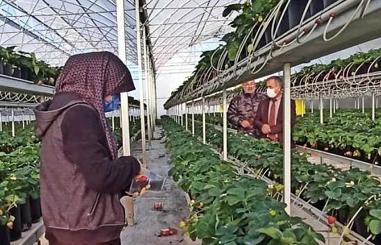 Topraksız ürettiği çileği ihraç ediyor