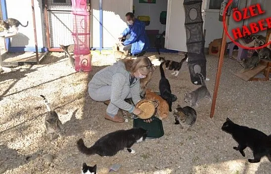 Üzümlü'de sokak hayvanlarına sahip çıktılar