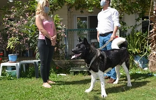 Akita cinsi Şensi isimli köpeğin sahibi konuştu