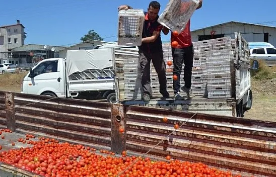 Domatesin Kasası 1 Tl