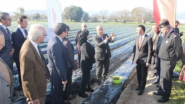 'Vali Hanım' çileğinden yıllık 20 milyon gelir