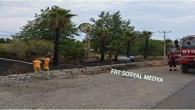 Elektrik tellerine değen palmiye ağaçları yangın çıkardı