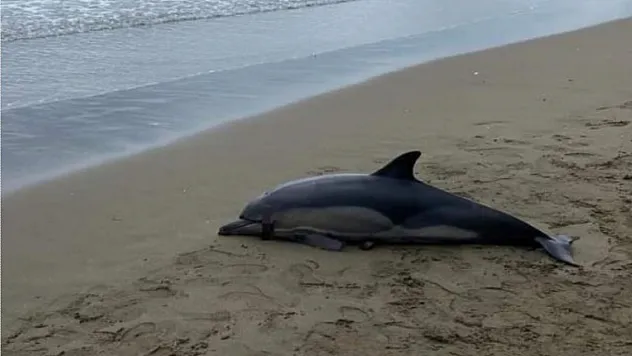 1.5 metre boyunda sahile vurdu!