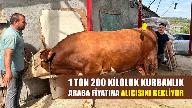 1 ton 200 kiloluk kurbanlık, araba fiyatına alıcısını bekliyor