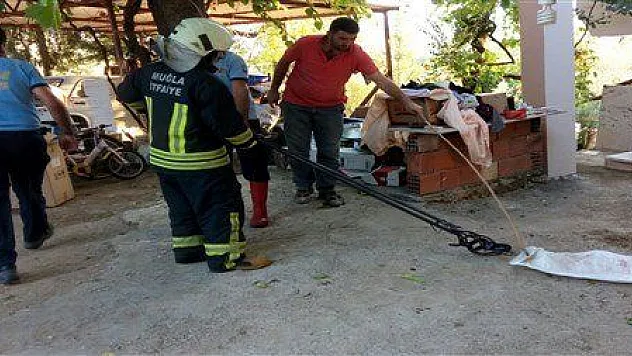 Eve giren yılan panik yarattı.