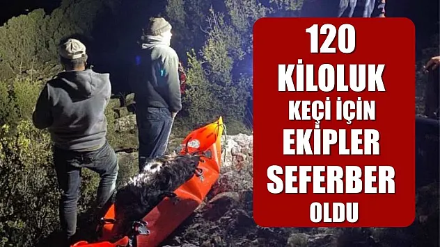 120 kiloluk keçi için ekipler seferber oldu