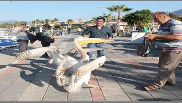 FETHİYE'NİN MASKOTLARI TARZAN RIFKI VE CENNET'E BÜYÜK İLGİ