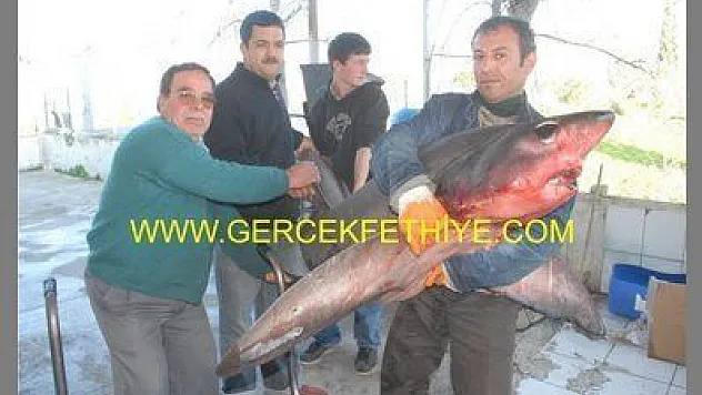 FETHİYE'DE 3,5 METRELİK KÖPEKBALIĞI YAKALANDI