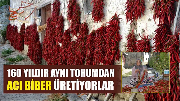 160 yıldır aynı tohumdan acı biber üretiyorlar