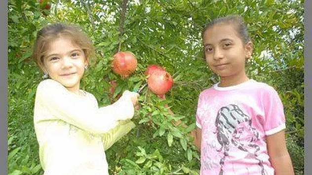 NAR ÜRETİCİSİ DÜŞÜK FİYATA RAĞMEN HASADI SÜRDÜRÜYOR