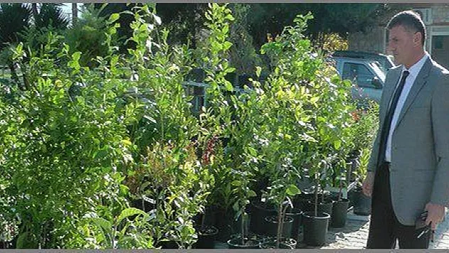  FİDANLAR ORMAN İŞLETMEDEN