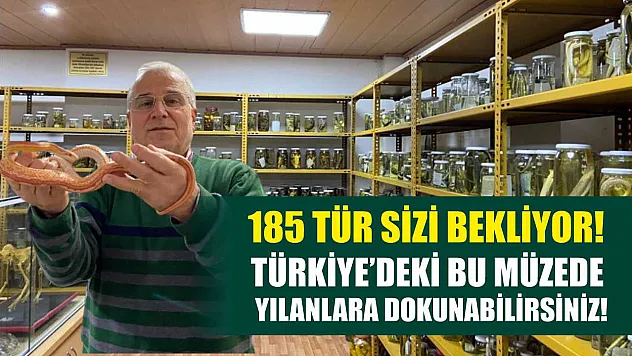 185 tür sizi bekliyor! Türkiye'deki bu müzede yılanlara dokunabilirsiniz!