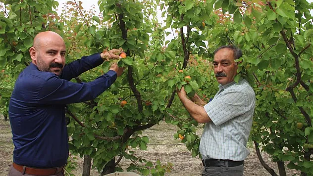 200 bin ton kayısının yarısı ihraç edildi