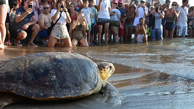 Tedavisi tamamlanan caretta carettalar denizle buluştu