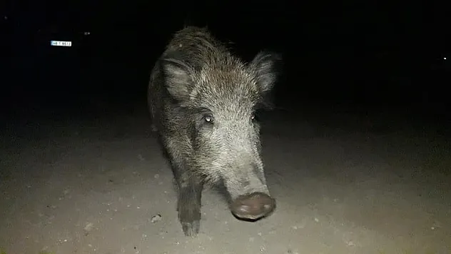 Aç kalan domuz sürüsünü elleriyle besledi