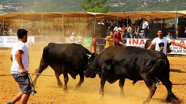 Boğalar Yerkesik'in güvenliği için güreşti