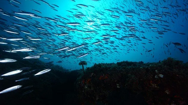 Su altının şampiyon görüntüleri belirleniyor