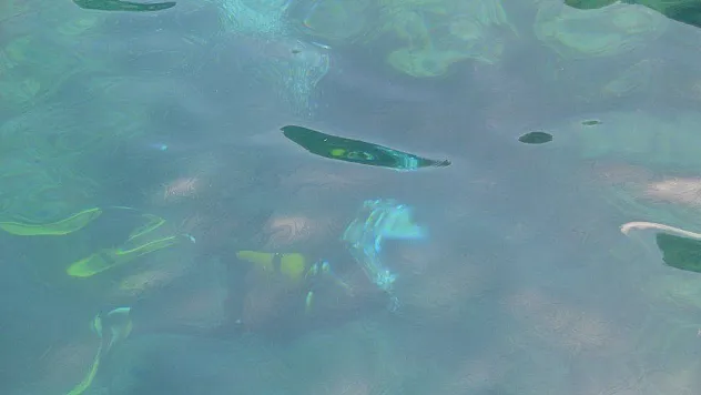 İTÜ VE ACU Sualtı Topluluğu dalış için Marmaris'i tercih etti