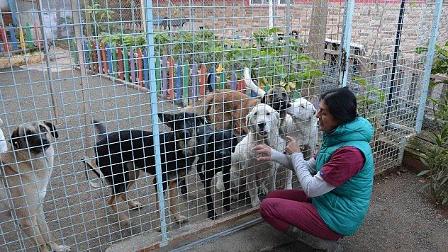 Köpekler bayıltılarak ormanlık alana atıldı