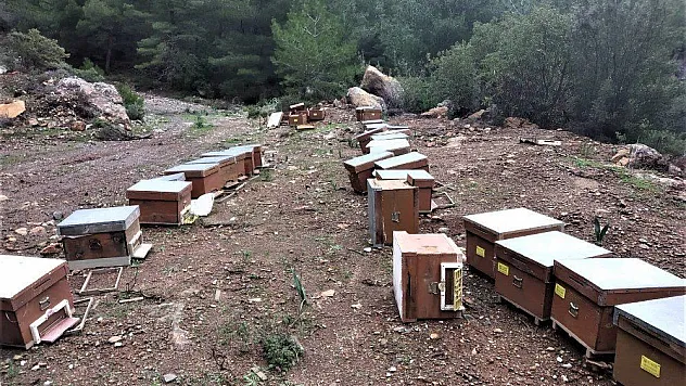 Arıcıya bir darbe de yabani hayvanlardan geldi