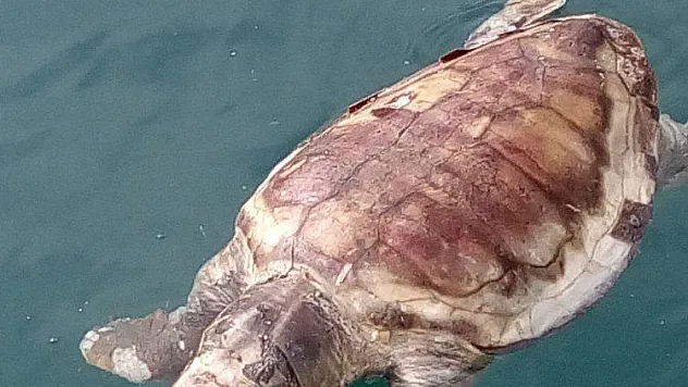 Datça'da ölü caretta caratta bulundu