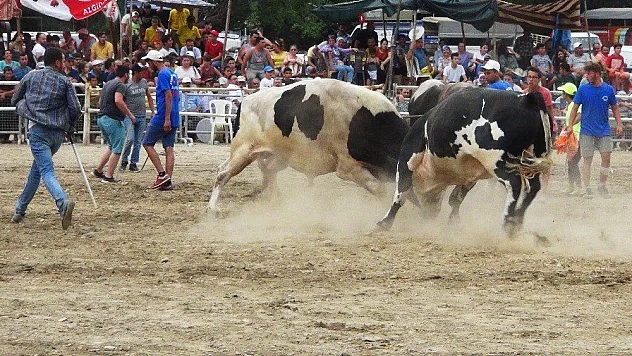 Boğa Güreşi İlgiyle İzlendi