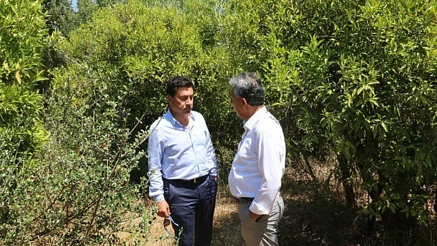 Bodrum'un mandalina bahçeleri turistik olacak