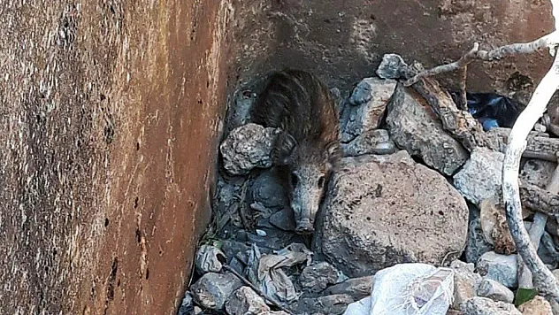 Su havuzuna düşen yavru domuzu itfaiye kurtardı