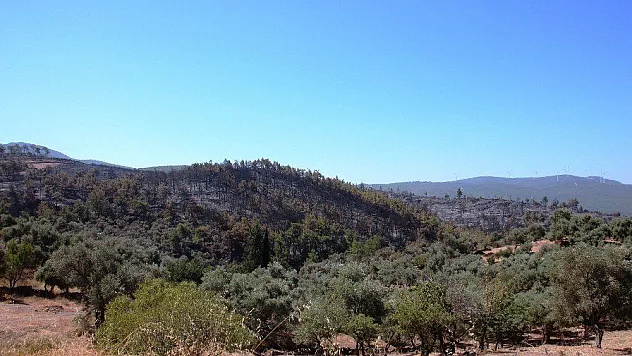 Binlerce çam ağacı, yüzlerce zeytin ağacı yok oldu