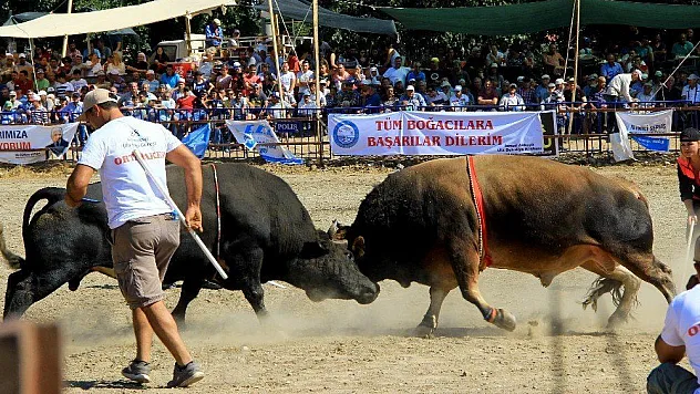 Bakan Kasapoğlu Boğa güreşlerine katıldı