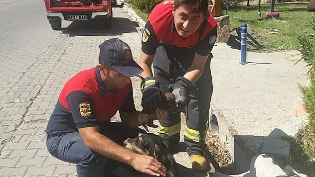 Mazgala sıkışan köpek ve yavrusunu itfaiye kurtardı