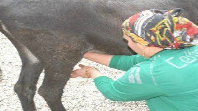 EŞEK SÜTÜ ALTINLA YARIŞIYOR...