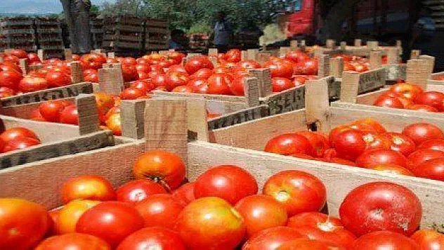  DOMATES ÜRETİCİSİNE MÜJDE…