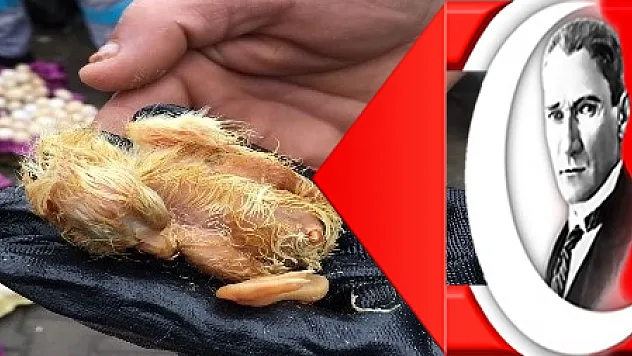 Çöpe atılan yumurtalardan civciv çıktı