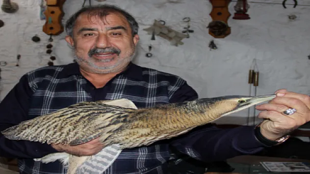 YARALI BALABAN KUŞU BULUNDU...