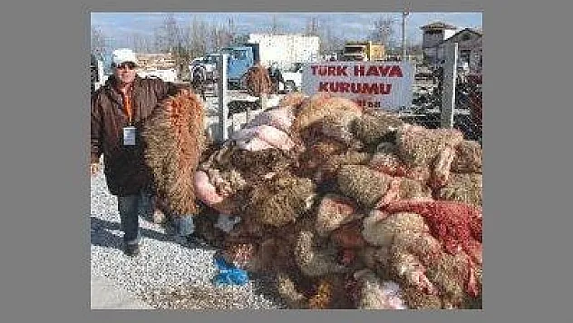 FETHİYE'DE 19 BİN 510 ADET DERİ TOPLANDI