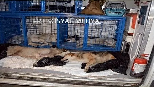 Ortaca'da zehirlendiği iddia edilen 2 köpek telef oldu