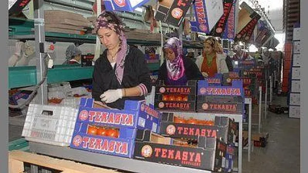 FETHİYE'DE İHRACATTAKİ SORUNA ALİ BOĞA EL KOYDU