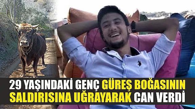 29 yaşındaki genç güreş boğasının saldırısına uğrayarak can verdi
