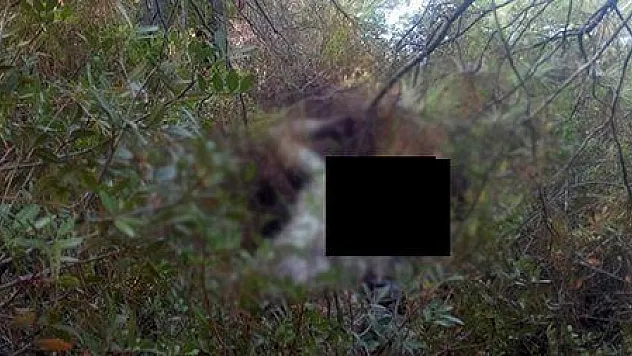 ALMAN BELGESELCİ ÖLÜ BULUNDU (son dakika)