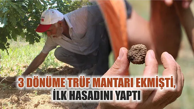 3 dönüme trüf mantarı ekmişti, ilk hasadını yaptı