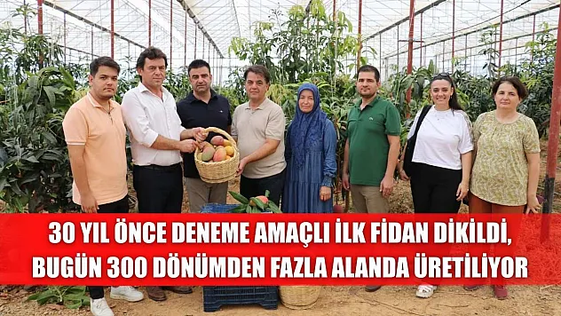 30 yıl önce deneme amaçlı ilk fidan dikildi, bugün 300 dönümden fazla alanda üretiliyor