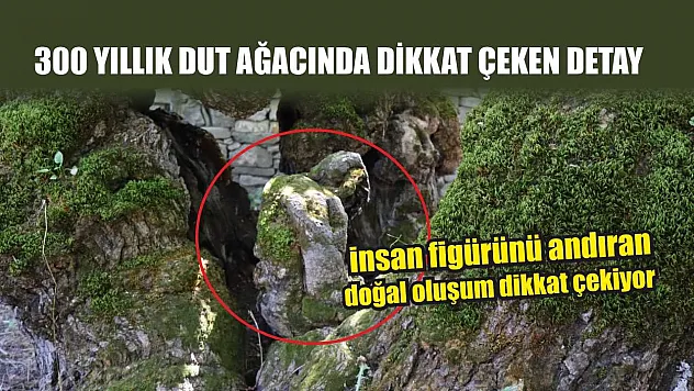 300 yıllık dut ağacında dikkat çeken detay