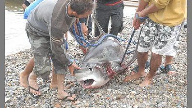 FETHİYE'DE BALIKÇILAR 350 KİLO AĞIRLIĞINDA JAWS YAKALADI