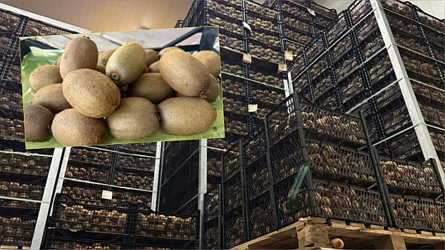 4 Tanesi 1 Kilo Gelen Dev Kiviler Avrupa'nın da Dikkatini Çekti