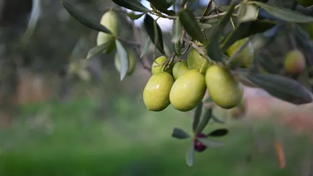 4. Zeytinyağı Kalite Yarışması ödülü 16 Haziran'da
